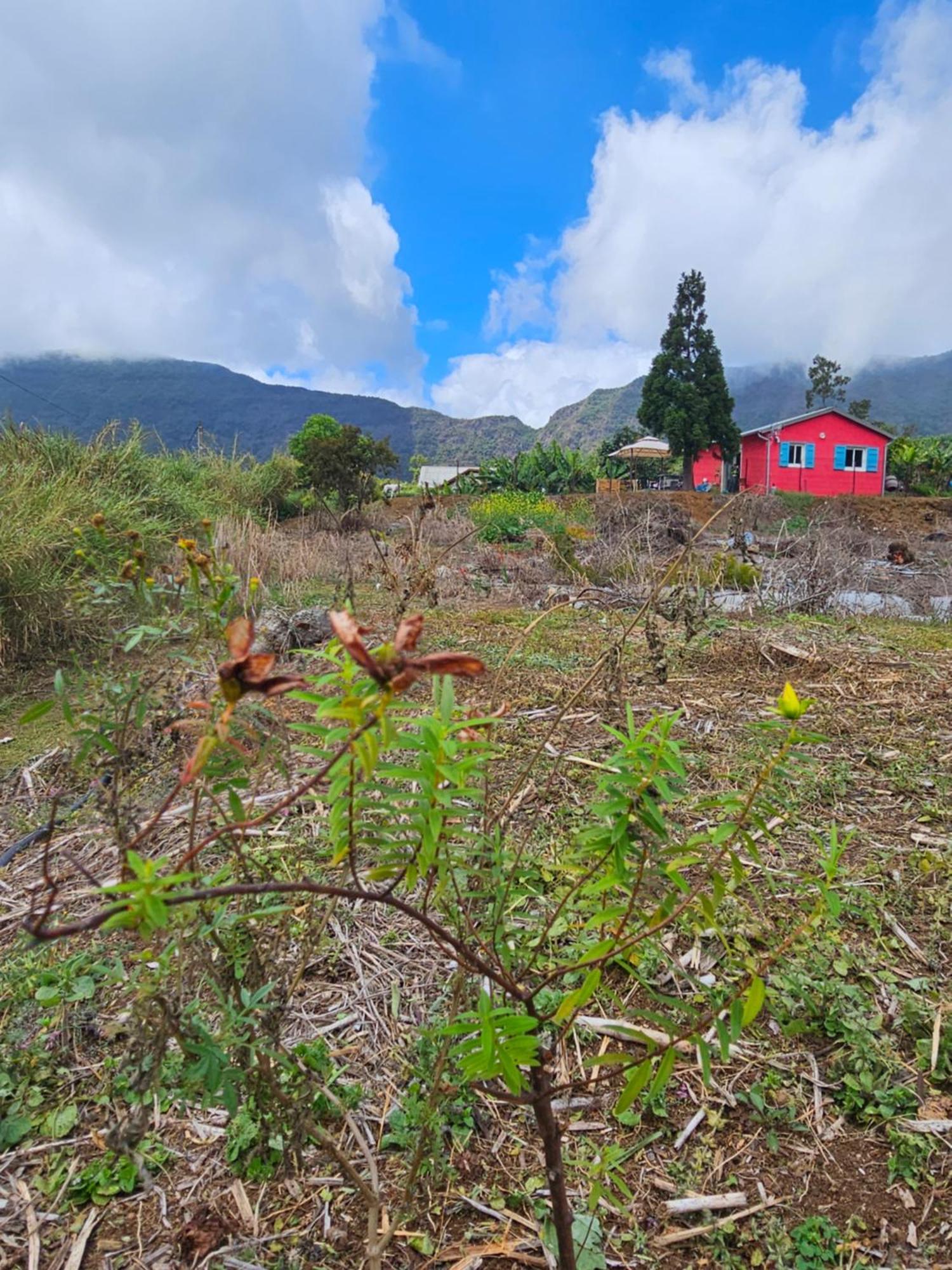 Au Coeur Des Plantations Guest House La Possession Eksteriør bilde